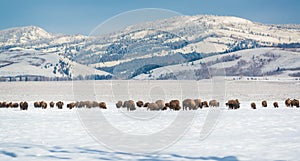 Bison herd in the Snow, Grand Teton National Park