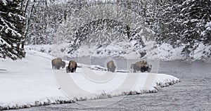 Bison herd at snowy bend in the forested yellowstone river