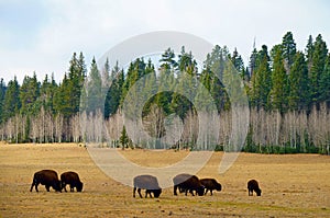 Bison herd on the yellowish autumn field