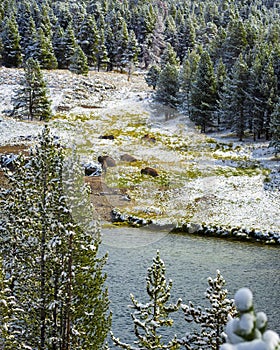 Bison Herd on Yellowstone River