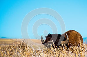 A bison hides in the tall grass