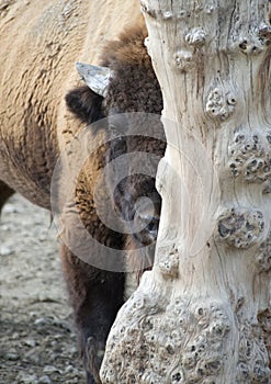 Bison hiding behind a tree