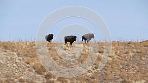 Bison on a Hill Through Heat Waves