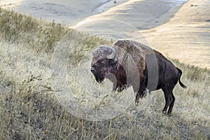 Bison on a hill side grazing for food in Montana