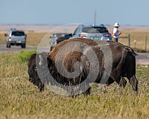 Bison on Hwy 240