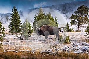 Bison inside area of Old Faithful geyser in morning