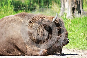 Bison kept in the green