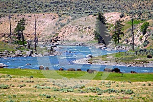Bison in Lamar River Valley photo