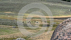 Bison in the Lamar Valley