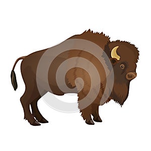 Bison large even-toed ungulate realistic vector illustration