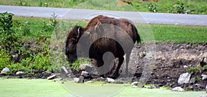 Bison are large, even-toed ungulates