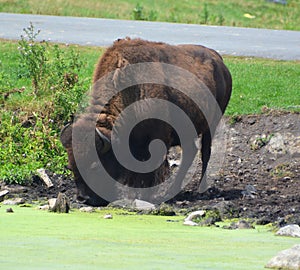 Bison are large, even-toed ungulates