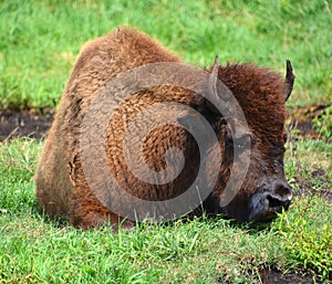 Bison are large, even-toed ungulates