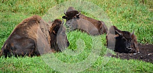 Bison are large, even-toed ungulates