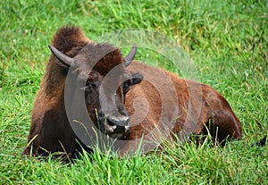 Bison are large, even-toed ungulates