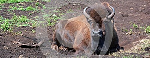 Bison are large, even-toed ungulates