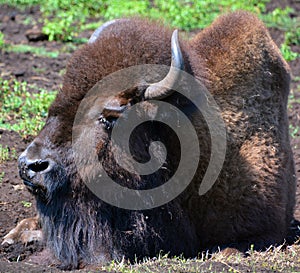 Bison are large, even-toed ungulates