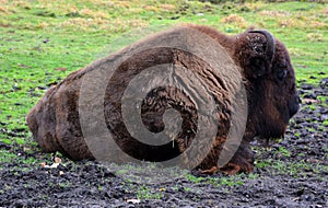 Bison are large, even-toed ungulates