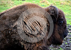 Bison are large, even-toed ungulates