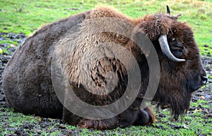 Bison are large, even-toed ungulates