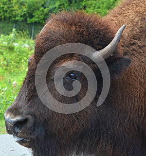 Bison are large, even-toed ungulates