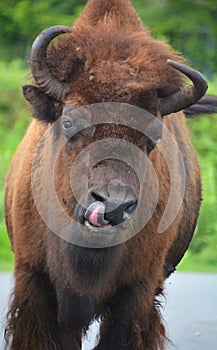 Bison are large, even-toed ungulates