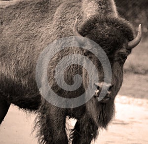 Bison are large, even-toed ungulates