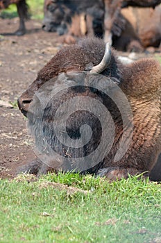 Bison are large, even-toed ungulates