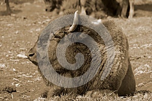 Bison are large, even-toed ungulates