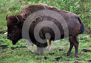 Bison is large, even-toed ungulates
