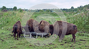 Bison is large, even-toed ungulates