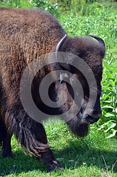 Bison are large, even-toed ungulates