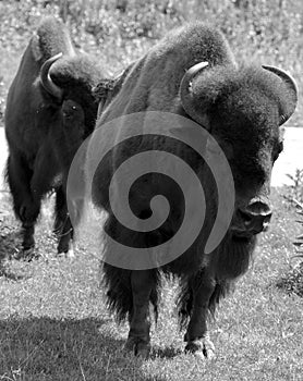 Bison are large, even-toed ungulates