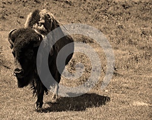 Bison are large, even-toed ungulates