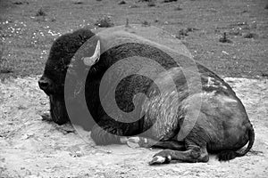 Bison are large, even-toed ungulates