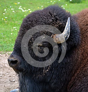 Bison are large, even-toed ungulates