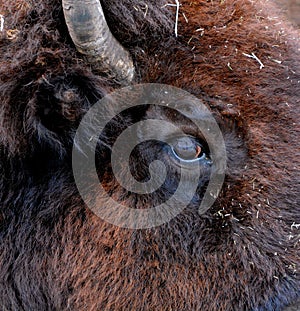 Bison are large, even-toed ungulates photo