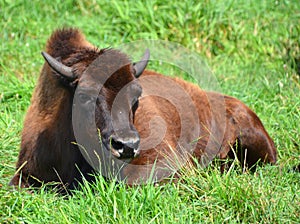 Bison are large, even-toed ungulates photo