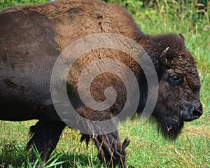 Bison are large, even-toed ungulates photo