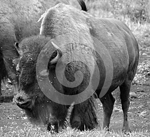 Bison are large, even-toed ungulates photo