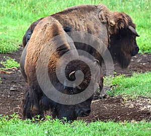 Bison are large, even-toed ungulates photo