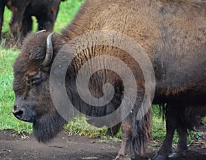 Bison are large, even-toed ungulates photo