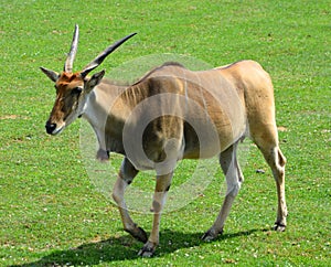 Bison are large, even-toed ungulates photo