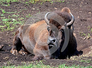 Bison are large, even-toed ungulates photo