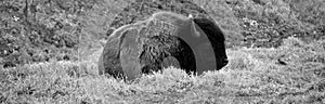 Bison are large, even-toed ungulates photo