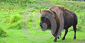 Bison are large, even-toed ungulates photo