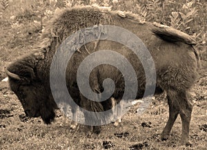 Bison is large, even-toed ungulates photo