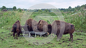 Bison is large, even-toed ungulates photo