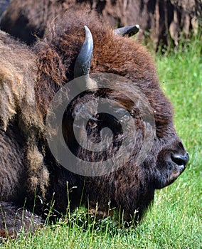 Bison are large, even-toed ungulates photo