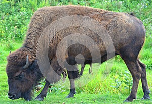 Bison